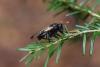 Cimbex sp.
